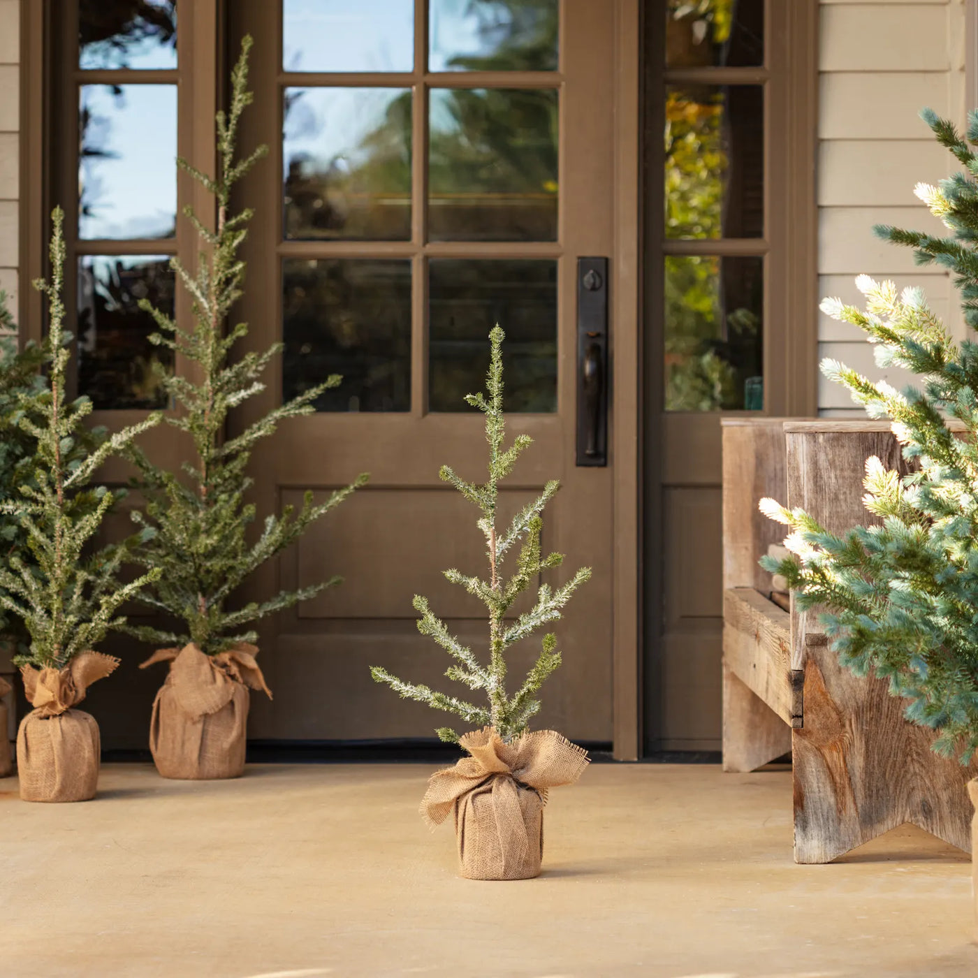 Iced Alpine Tree