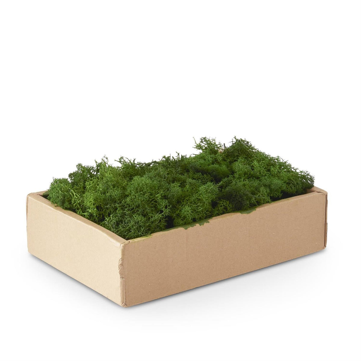 Box of Floral Moss | Cream or Green