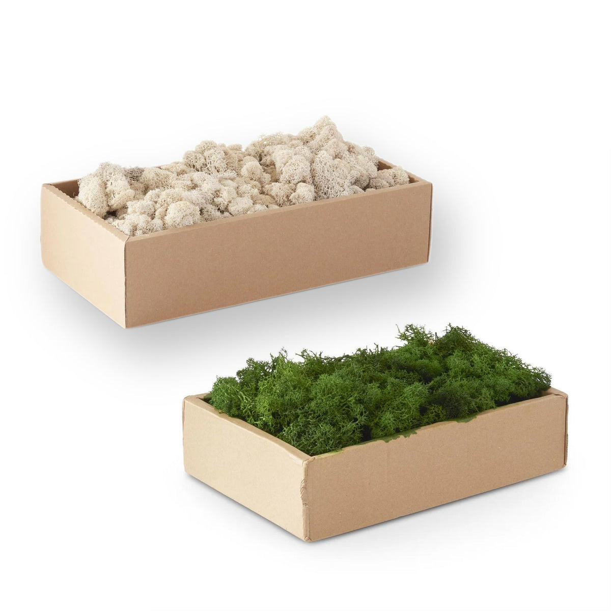 Box of Floral Moss | Cream or Green